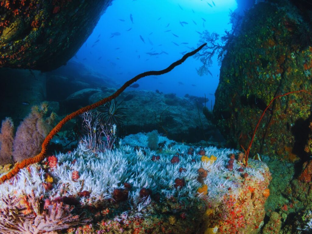 coral island Cave of Memories 